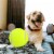 As Seen On TV Jumbo Pet Tennis Ball Perspective: back