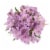 Alstromeria Perspective: back
