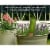 Self Watering Spikes - 6-Pack Auto Plant Self Waterer Drip System 6.9" Tall Perspective: back