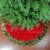Northlight 48  Red and Brown Velveteen with Cheetah Print Border Christmas Tree Skirt Perspective: back