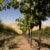 Browne Family Vineyards Bitner Estate Merlot Washington Red Wine Perspective: back