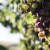 Browne Family Vineyards Heritage Pinot Noir Oregon Red Wine Perspective: back