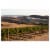Browne Family Vineyards Brut Rose Bitner Estate Sparkling Wine Perspective: back