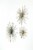 Antique Gold Finish Mid-Century Modern Atomic Star Burst Wall Décor Sculptures Set of 3 Perspective: back
