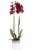 Bonita X Bungalow Orchid Perspective: back