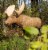 NEW Rinehart Targets 1/3 Scale Woodland Moose Archery Target Perspective: back