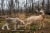 NEW Rinehart Targets 3D Snapping Wolf Archery Target - UNIV Perspective: back