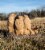 NEW Rinehart Targets 3D Prairie Dog Coterie Archery Target - IBO Perspective: back