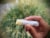 KYVAN Soothing Coconut Lip Balms - 3 Pack Perspective: back