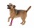 Pet Life Extreme-Neoprene Joint Protective Reflective Pet Sleeves Perspective: back