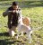 Pet Life Pull Away Rope And Tennis Ball Perspective: back