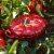 Staub Ceramic 16-oz Petite Tomato Cocotte - Cherry Perspective: back