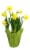 Assorted Flowering Plant Bulbs Perspective: back