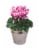 Blooming Plant in Tin Potted Plant - Assorted Perspective: back
