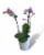 Blooming Fresh Potted Orchid Perspective: back