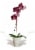 Blooming Fresh Orchid in 5 inch pot Perspective: back