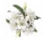 White Lily Combo 5 Stems Perspective: back
