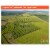 SOiL Organic Tea Tree Essential Oil (Melaleuca Alternifolia) 10ml Perspective: back