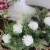 Artificial 7 x3.5  Candlewhite Carnation Pick (100) Perspective: back