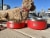Black Rhino Dura-Bowl Red (42 Oz) for Dogs | Non Slip Perspective: back