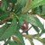vidaXL Artificial Bay Tree Plant with Pot 47.2  Green Perspective: back