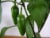 Simple Truth Organic™ Sliced Medium Hot Jalapeno Peppers Perspective: bottom