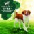 Iams Advanced Health Immune Health Chicken & Superfoods Adult Dry Dog Food Perspective: bottom