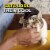 Temptations Tender Fills Grilled Salmon Flavor Crunchy and Soft Adult Cat Treats Perspective: bottom