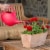 Novelty (#30605) Indoor Watering Can, 1/2 Gallon, Red Perspective: bottom