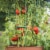 Gardener's Blue Ribbon TMC60 Ultomato 5 Foot Tomato Vegetable Plant Cage, Green Perspective: bottom
