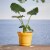 Bloem 7484785 12.75 x 14 in. Plastic Saturn Planter, Burnt Red Perspective: bottom