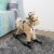 Happy Trails 80-BF009 Rocking Horse Plush Animal on Wooden Rockers - Brown Perspective: bottom