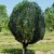 Gardens Alive! Large Premium Bird Netting Plant Protector Perspective: bottom