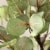 Faux Eucalyptus 34  Potted Tree Perspective: bottom