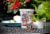 Brooklyn Beans Vanilla Flavored Coffee Pods, Vanilla Skyline, 40 Count Perspective: bottom