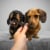 ProDen PlaqueOff System Mini Dental Care Bones For Small & Toy Breed Dogs Vegetable Perspective: bottom