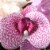 National Tree Company 12 Rose and Orchids Bundle Perspective: bottom
