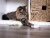 SmartyKat Welcome Home New Cat Pack Catnip Toys - 18 Set Perspective: bottom