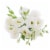 Lisianthus Perspective: bottom