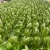 80 Acres Farms® Queen City Salad Mix Blend Perspective: bottom
