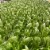 80 Acres Farms® Queen City Salad Mix Blend Perspective: bottom