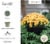 Bloem RCDC846 Bloem 8 in. Dura Cotta Planter Terra Cotta DC8-46 Perspective: bottom