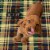 MaxProtect Tartan Plaid Reusable Pee Pads for Dogs, Training Underpads - 1 Pack, 18 x 24 Perspective: bottom