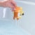 Tomey Bluey Spalsh & Floats Assortment Perspective: bottom