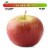 Large Fuji Apple – Each Perspective: front