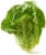 Romaine Lettuce