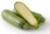 White Squash Perspective: front