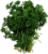Parsley