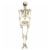 Northlight 5' Life Size Skeleton Hanging Halloween Decoration Perspective: front