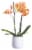 Bloom Haus Premium Live Potted Orchids Perspective: front
